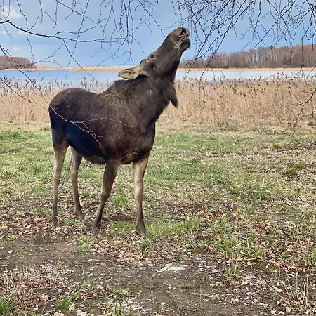 Ferienhaus Wakacyjny Nad Jeziorem